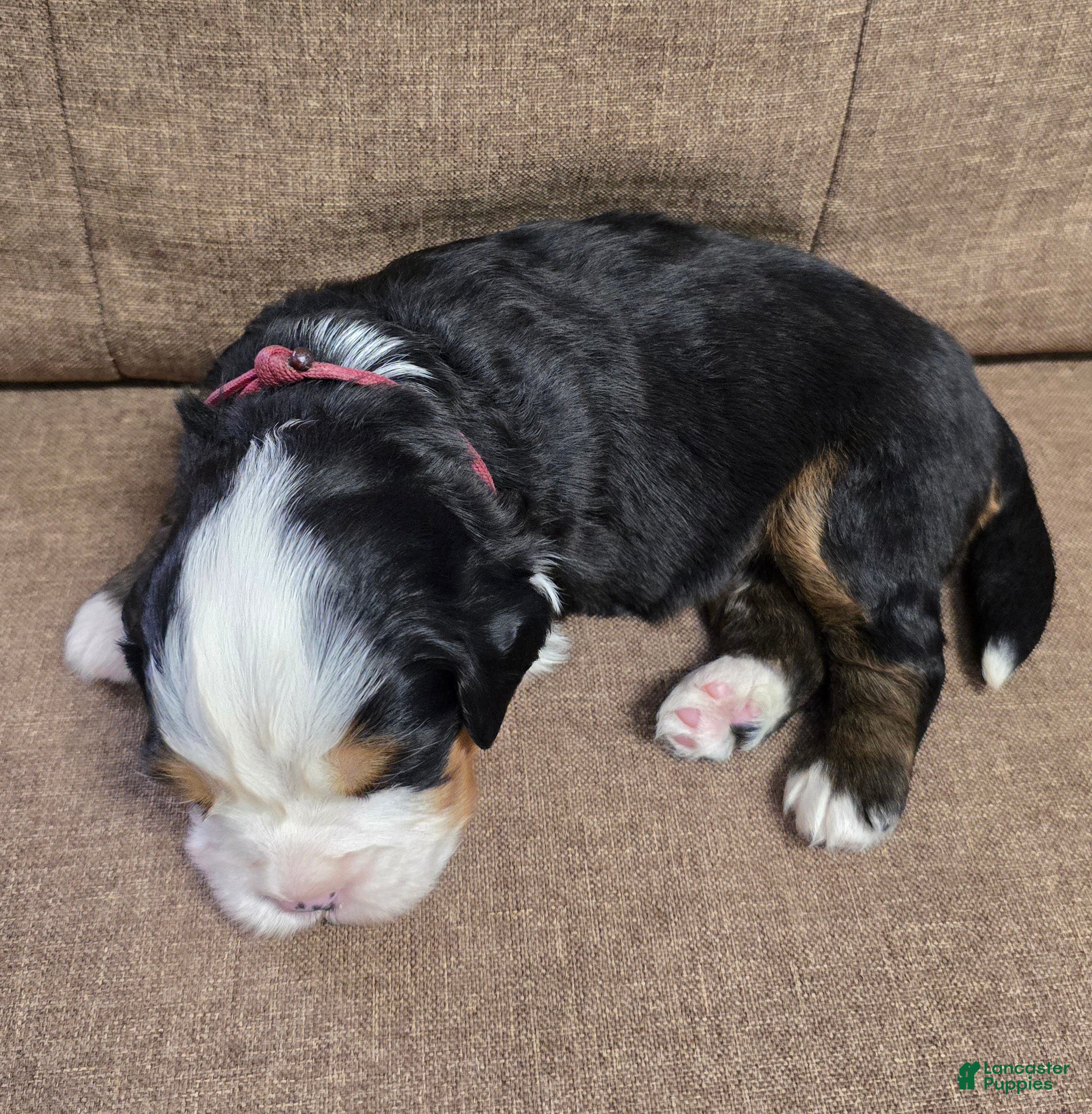 Miniature Bernese Mountain Dog dogs Giblet - Ad 2