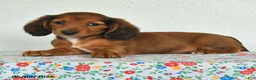 Miniature Dachshund dogs for sale: Kira - Ad 2