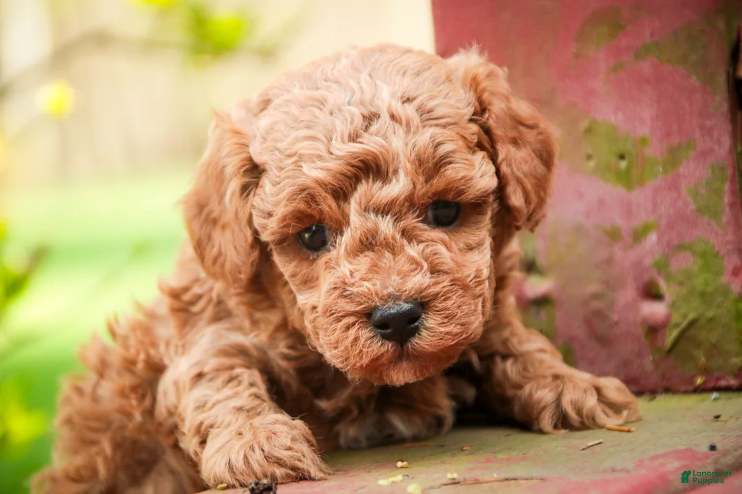Miniature Poodle dogs for sale: Pierce - Ad 2