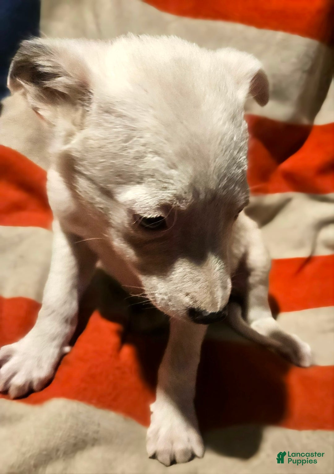 Border Collie dogs for sale: Dreami (Runt) - Ad 32