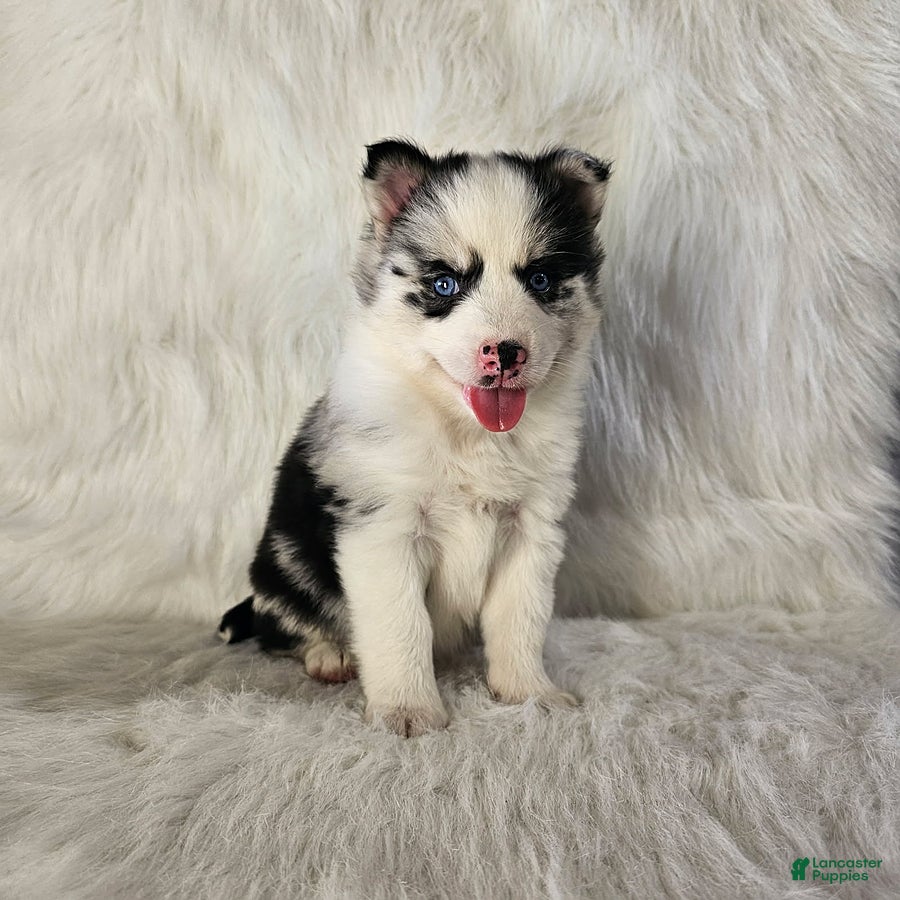 Pomsky dogs Addison - Ad 1