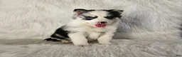 Pomsky dogs for sale: Addison - Ad 1