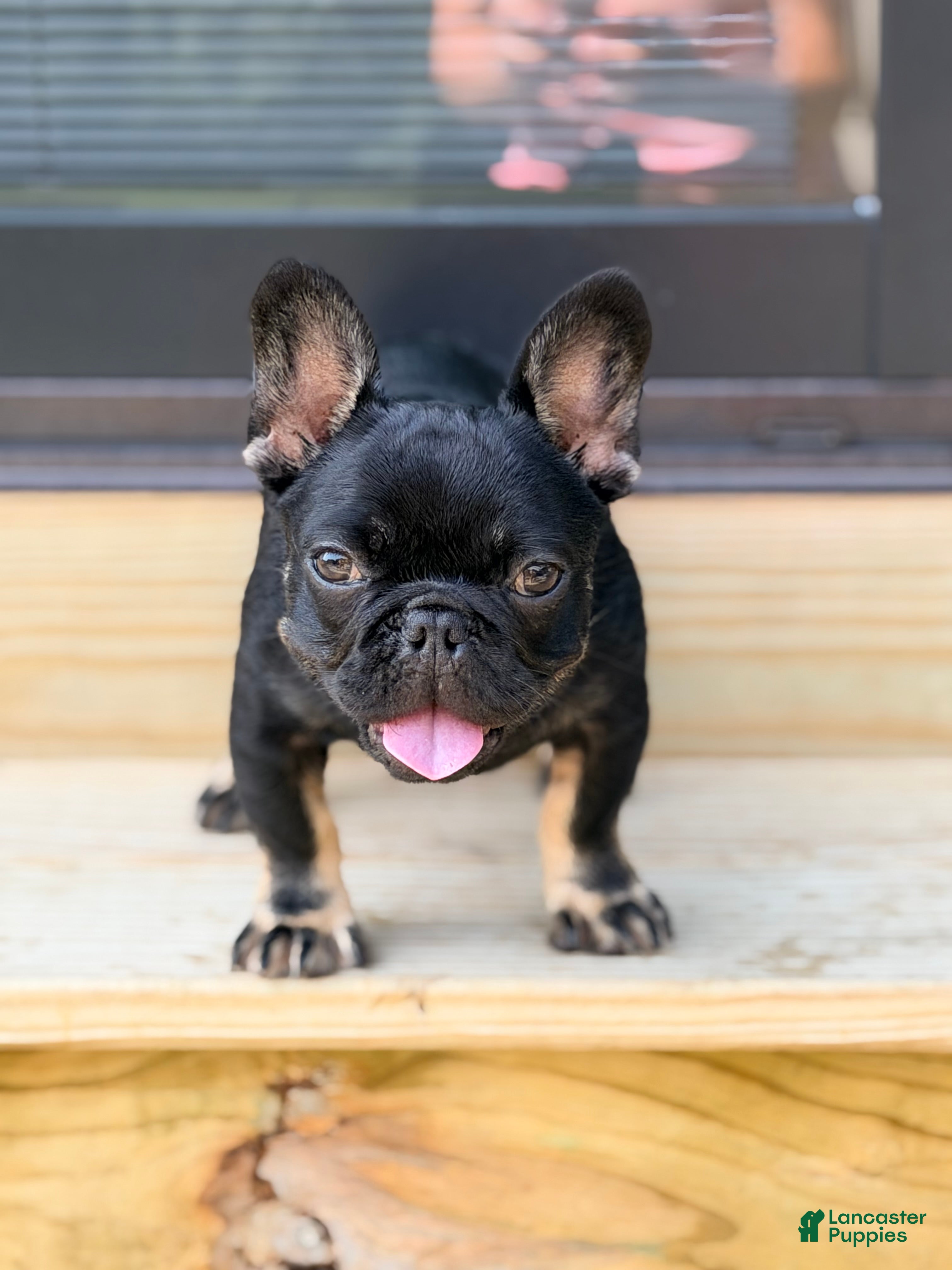 French Bulldog dogs Meridius - Ad 2