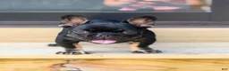 French Bulldog dogs for sale: Meridius - Ad 2