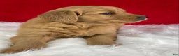 Golden Retriever dogs for sale: Scarlett - Ad 4