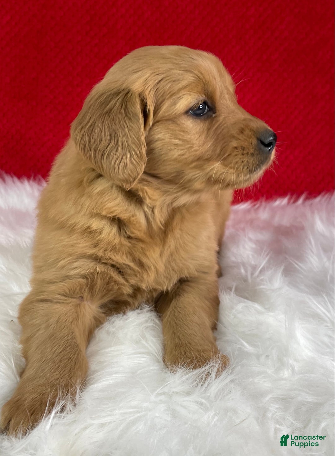 Golden Retriever dogs for sale: Scarlett - Ad 4