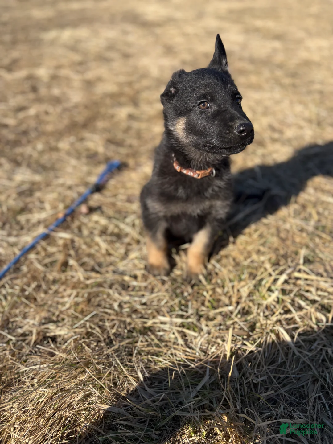 German Shepherd dogs for sale: Brown Collar Male 12-30 - Ad 1