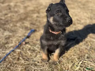 German Shepherd dogs Brown Collar Male 12-30 - Ad 41