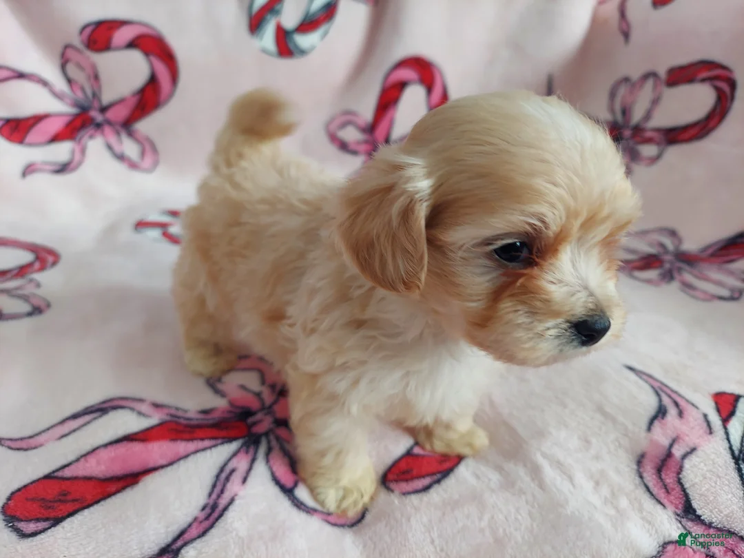 Maltipoo dogs for sale: Ozzie---Maltipoo, in home raised, non-shedding  - Ad 1