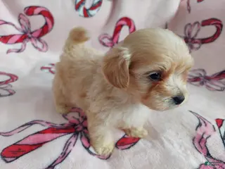 Maltipoo dogs for sale: Ozzie---Maltipoo, in home raised, non-shedding - Ad 1