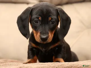 Miniature Dachshund dogs Bruno - Ad 16