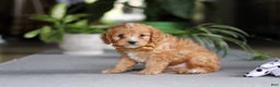 Cavapoo dogs for sale: Jasper - Ad 6