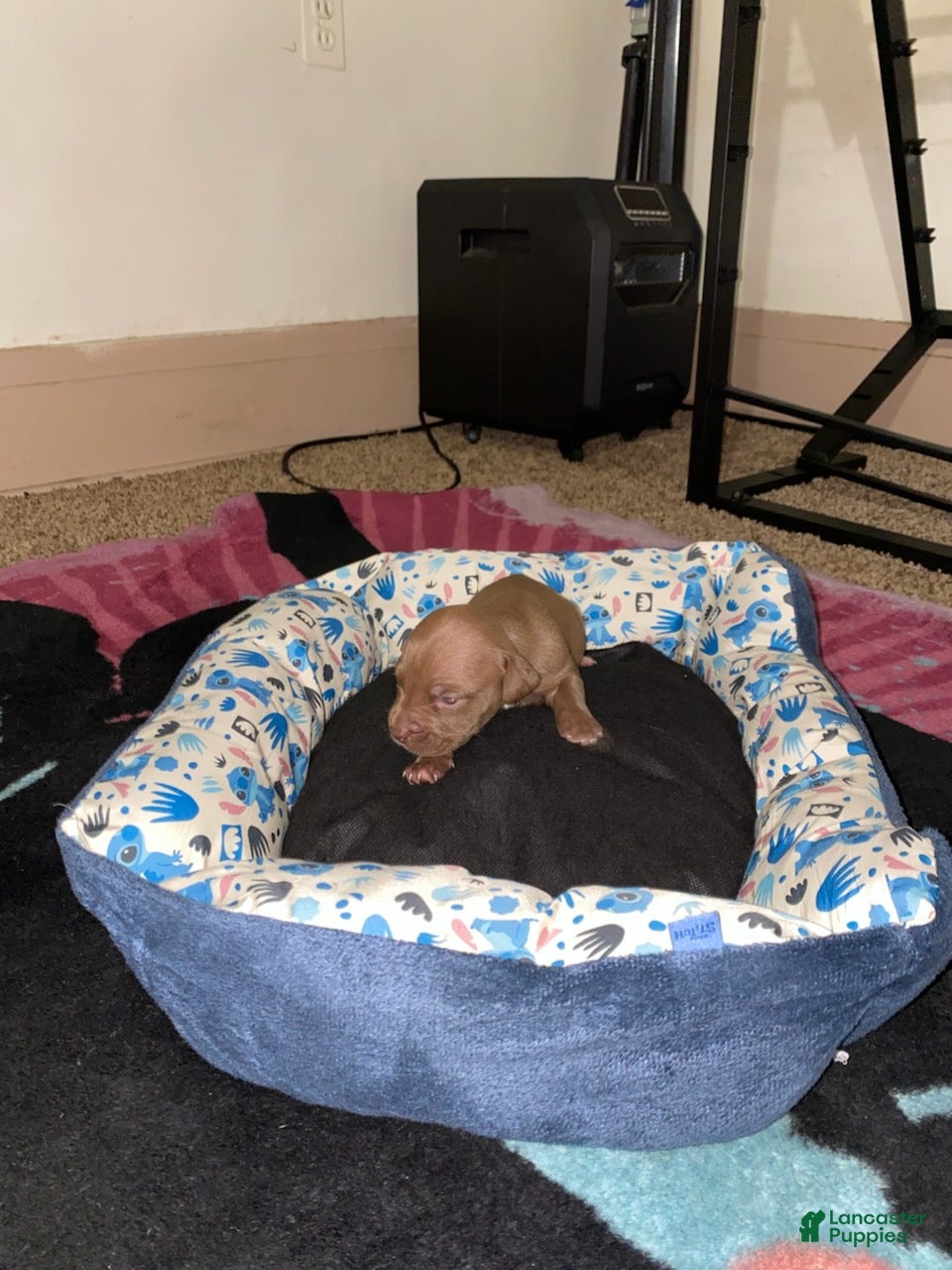 Mixed Breed dogs for sale: Boy 5 - Ad 2