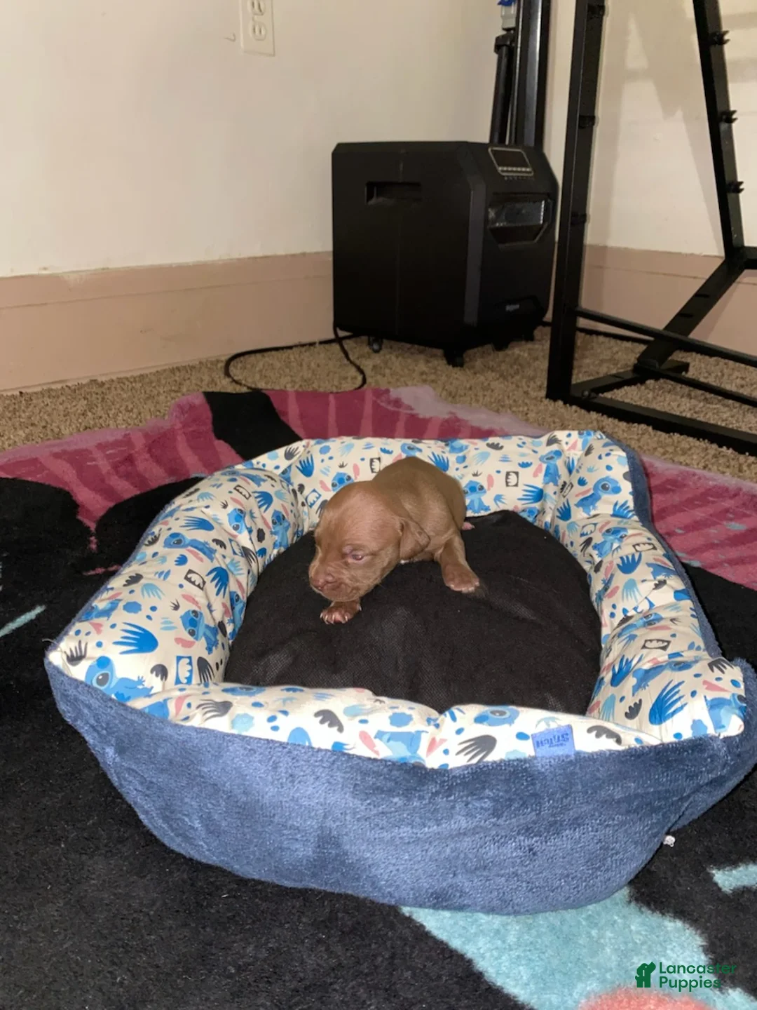 Mixed Breed dogs for sale: Boy 5 - Ad 2