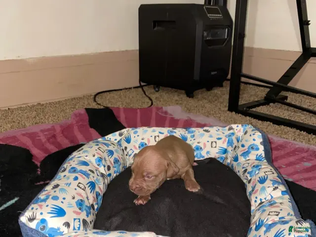 Mixed Breed dogs for sale: Boy 5 - Ad 2