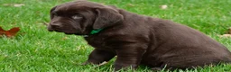 Labrador Retriever dogs for sale: Bruno - Ad 7