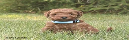 Miniature Poodle dogs for sale: Remington - Ad 6