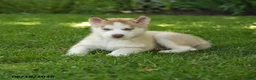 Siberian Husky dogs for sale: Harley - Ad 5