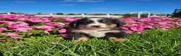 Bernese Mountain Dog dogs for sale: Patrick  - Ad 1