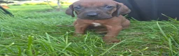 Redbone Coonhound dogs for sale: Redbone Coonhound 9(black) - Ad 23