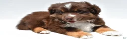 Miniature Australian Shepherd dogs for sale: Ross - Ad 4