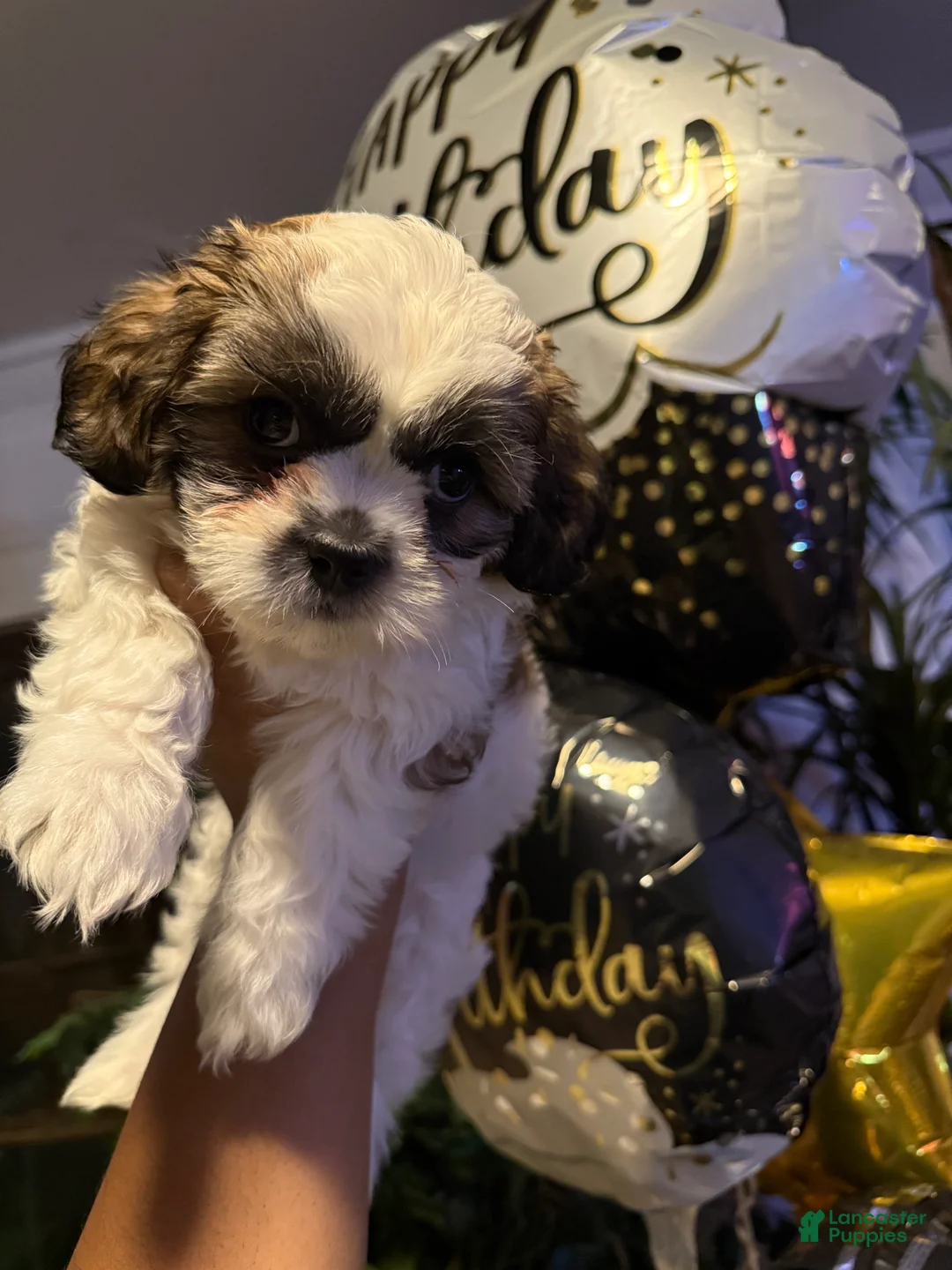 Shih Tzu dogs for sale: Shih Tzu Puppy 3 - Ad 2
