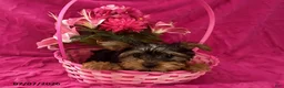 Yorkshire Terrier dogs for sale: Chesea - Ad 1