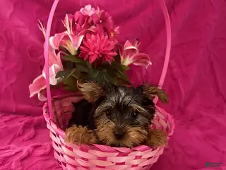 Yorkshire Terrier dogs Chesea - Ad 37