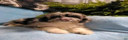 Mini Aussiedoodle dogs for sale: Banjo - Ad 1