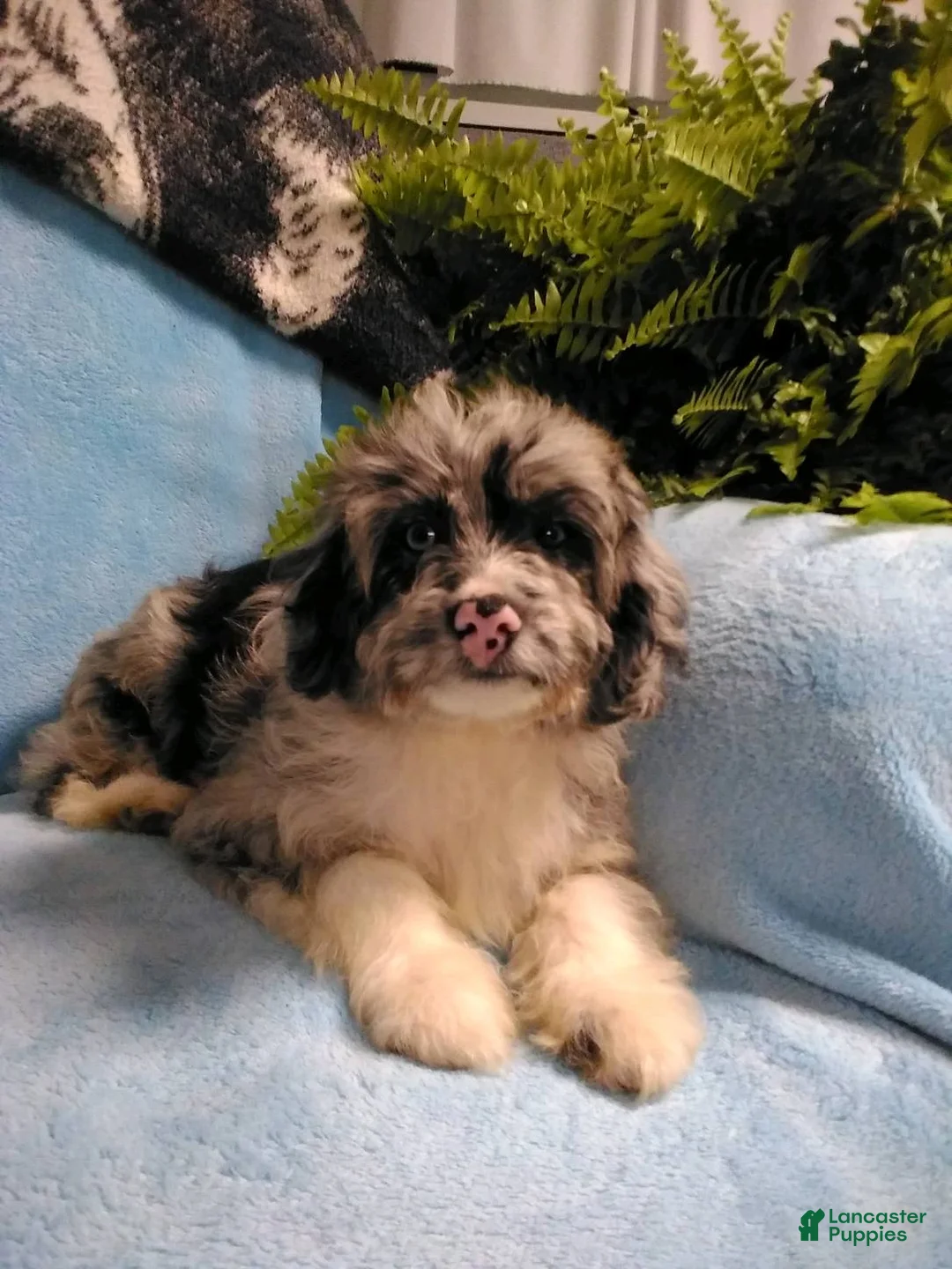 Mini Aussiedoodle dogs for sale: Banjo - Ad 1