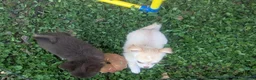 Chihuahua dogs for sale: Cherry LC Female  - Ad 5