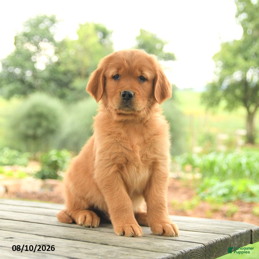Golden Retriever dogs Ziggy - Ad 1