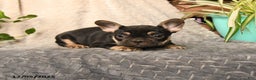 French Bulldog dogs for sale: Peanut Butter Cup - Ad 4