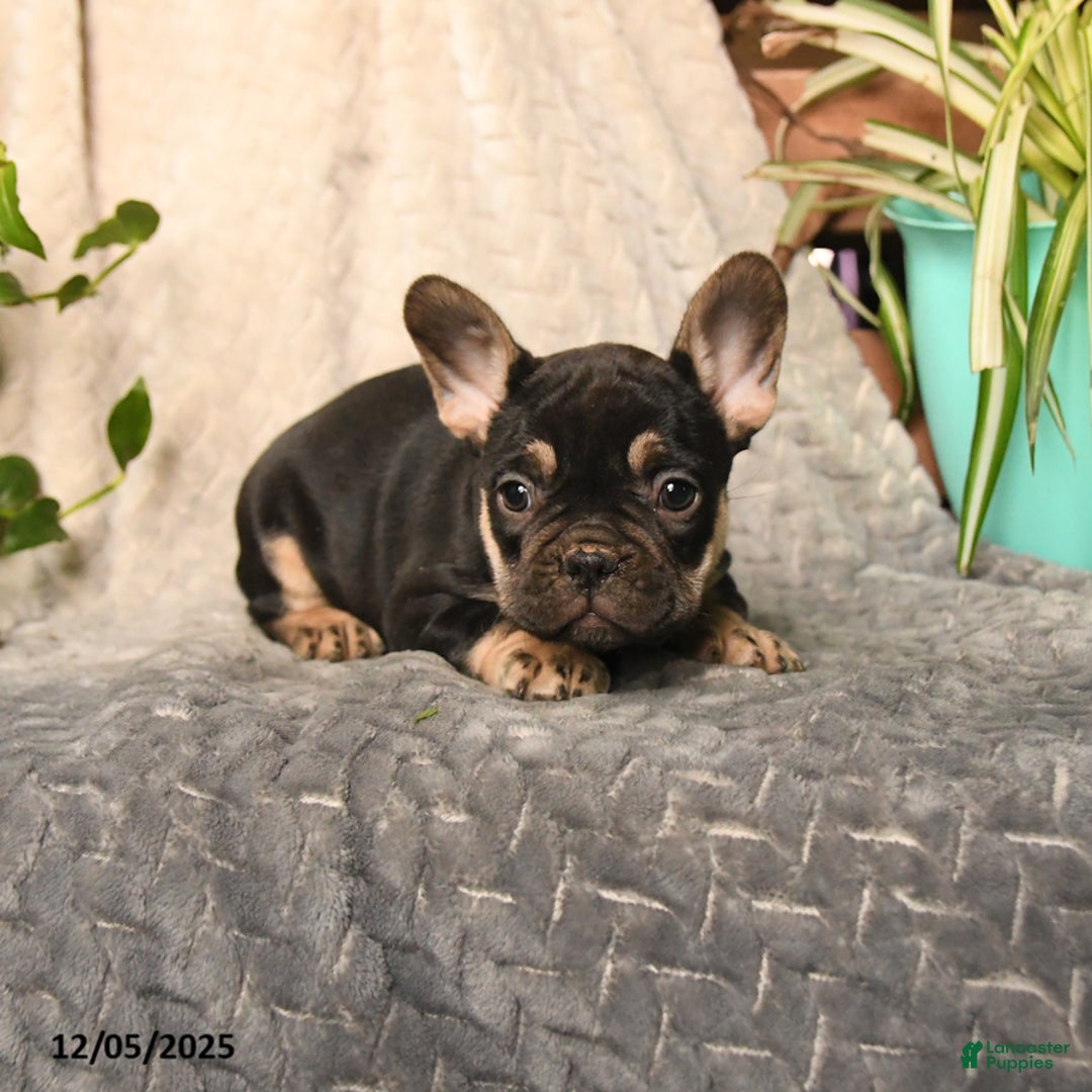 French Bulldog dogs for sale: Peanut Butter Cup - Ad 4