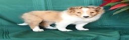 Shetland Sheepdog dogs for sale: Molly - Ad 4