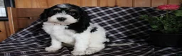 Bernedoodle dogs for sale: Daffy - Ad 2