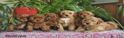 Mini Goldendoodle dogs for sale: Flash  - Ad 5