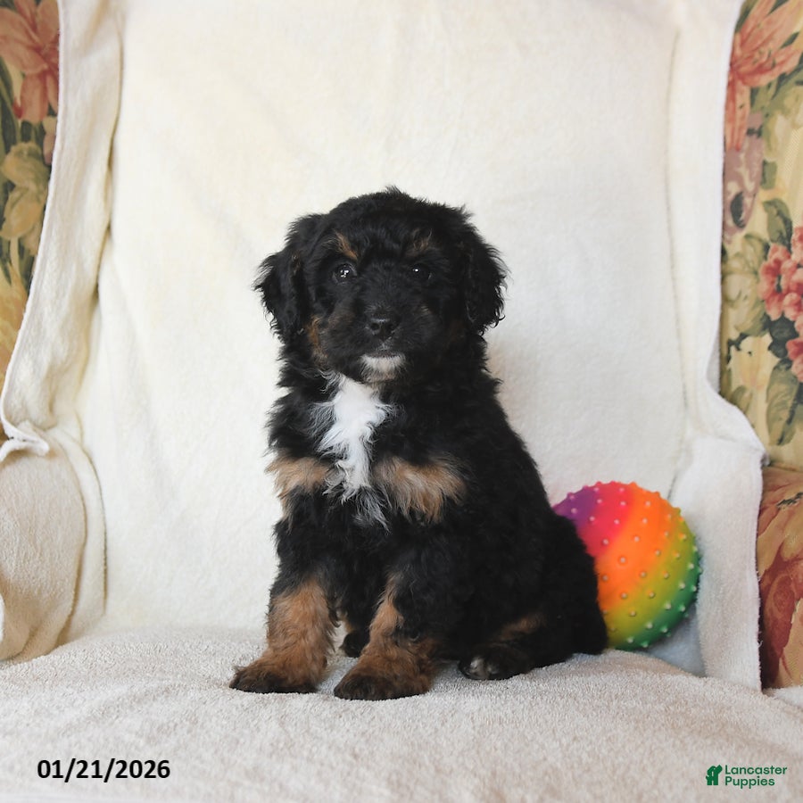 Mini Bernedoodle dogs Robin - Ad 4