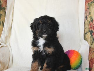 Mini Bernedoodle dogs Robin - Ad 37