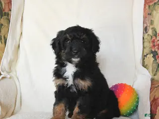 Mini Bernedoodle dogs Robin - Ad 24