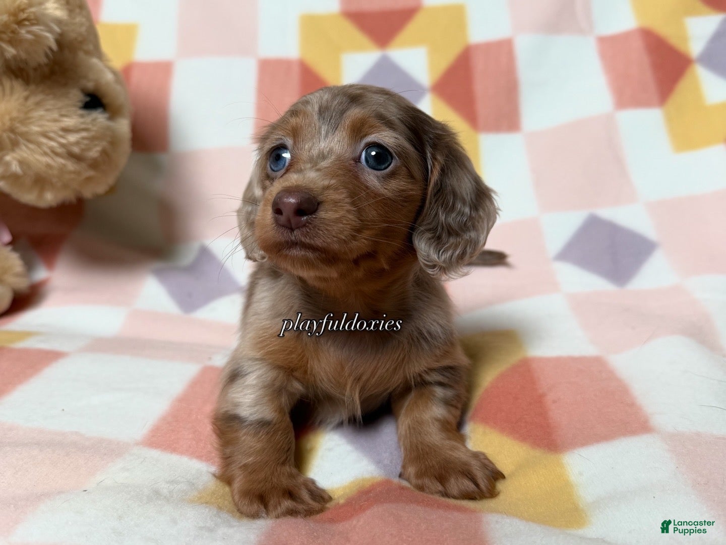Miniature Dachshund dogs AKC Isabella Dapple Long Haired Female  - Ad 2