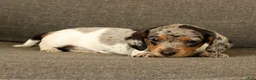 Miniature Dachshund dogs for sale: Baxter - Ad 8