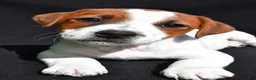 Jack Russell Terrier dogs for sale: Leo - Ad 3