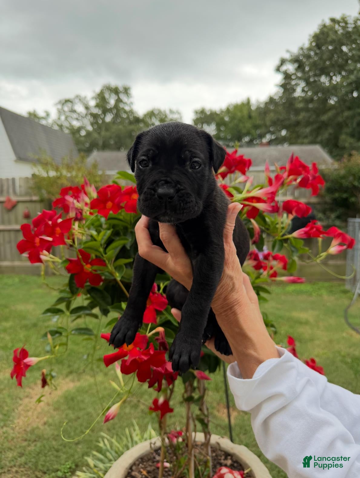 Cane Corso dogs Cane Corso (White) - Ad 1