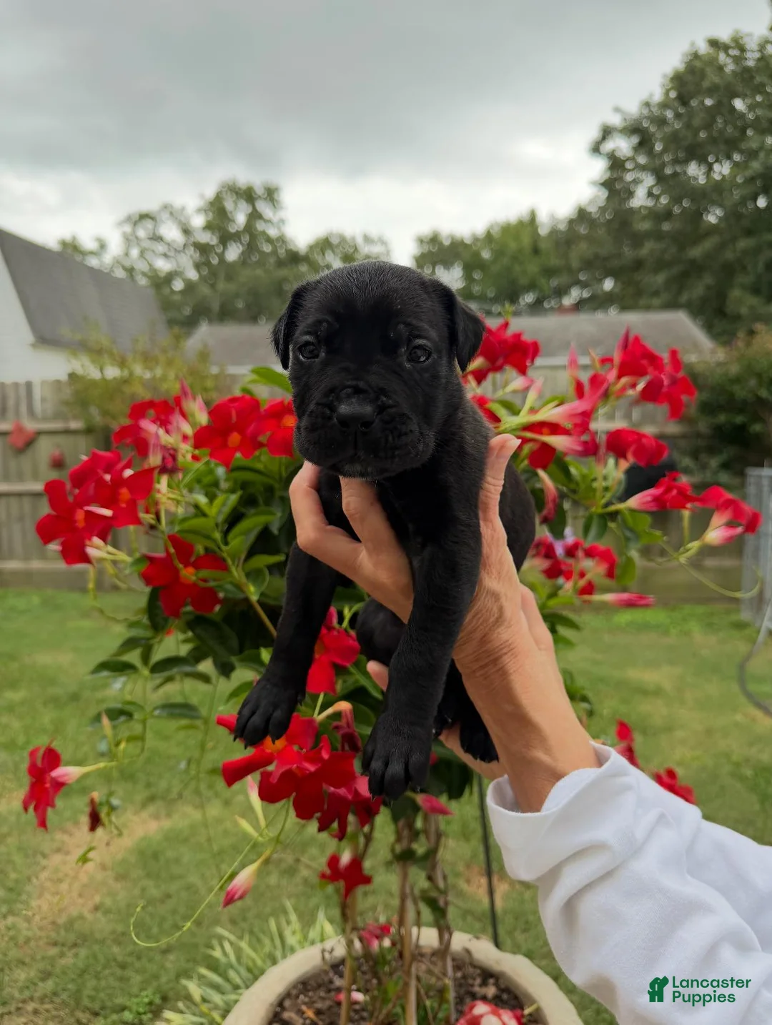 Cane Corso dogs for sale: Cane Corso (White) - Ad 1