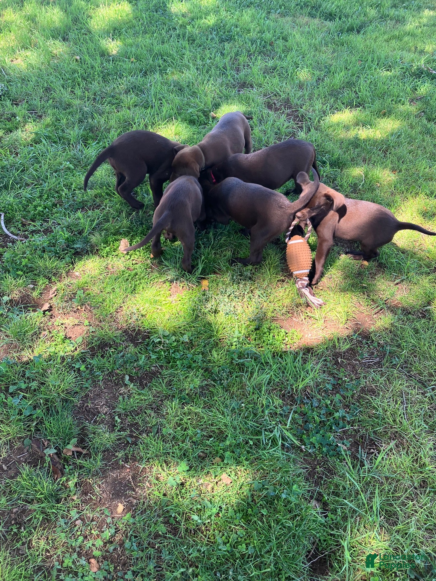 Labrador Retriever dogs Labrador Retriever 6 - Ad 1