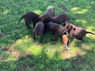 Labrador Retriever dogs Labrador Retriever 6 - Ad 1