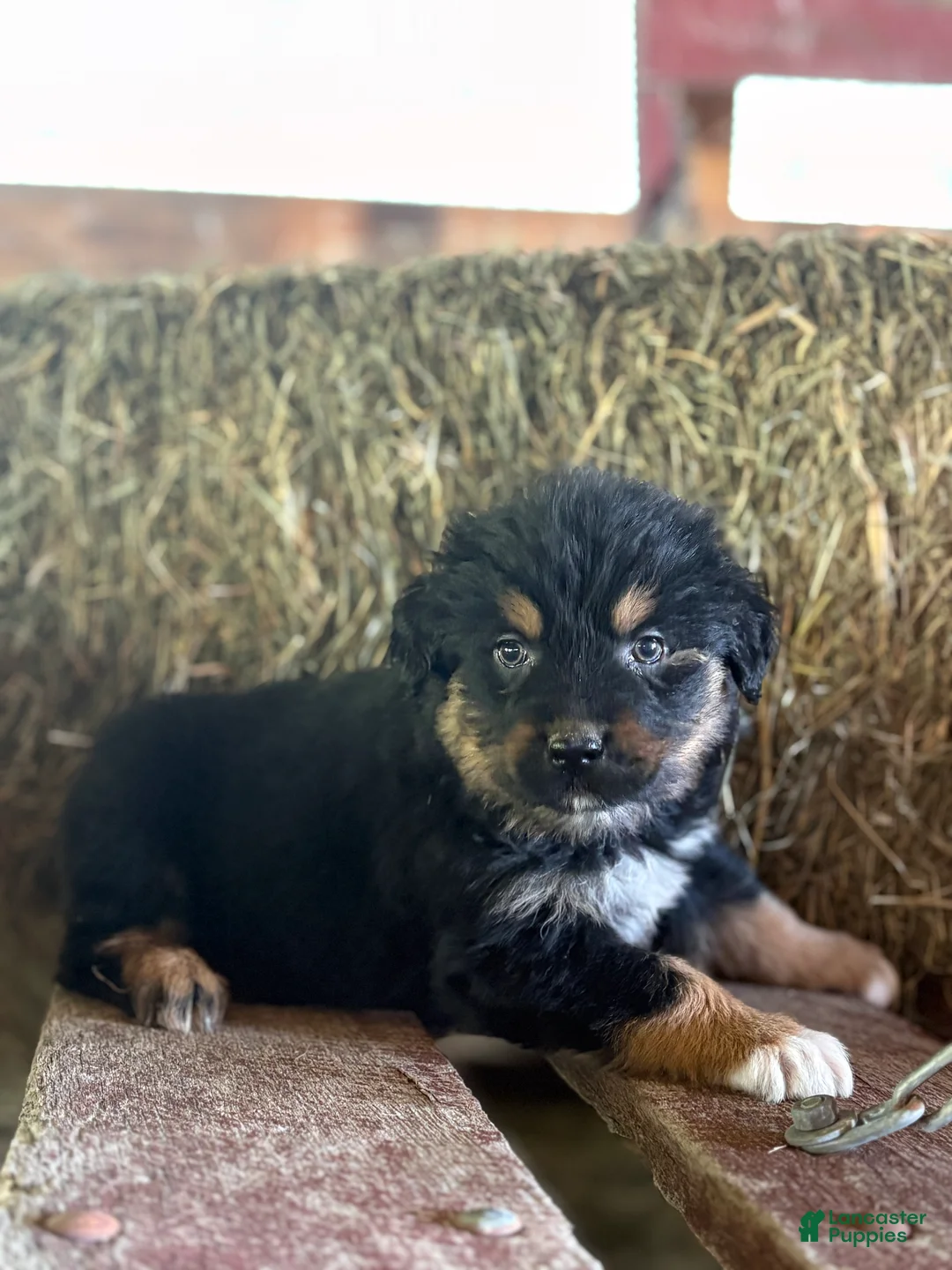 Australian Shepherd dogs for sale: Billy - Ad 1