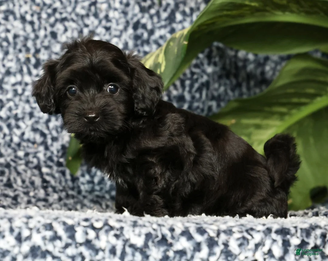 Havapoo dogs for sale: Tommy - Ad 2