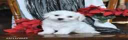Bichon Frise dogs for sale: Diamond - Ad 2